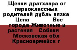 Щенки дратхаара от первоклассных  родителей(дубль вязка) › Цена ­ 22 000 - Все города Животные и растения » Собаки   . Московская обл.,Красноармейск г.